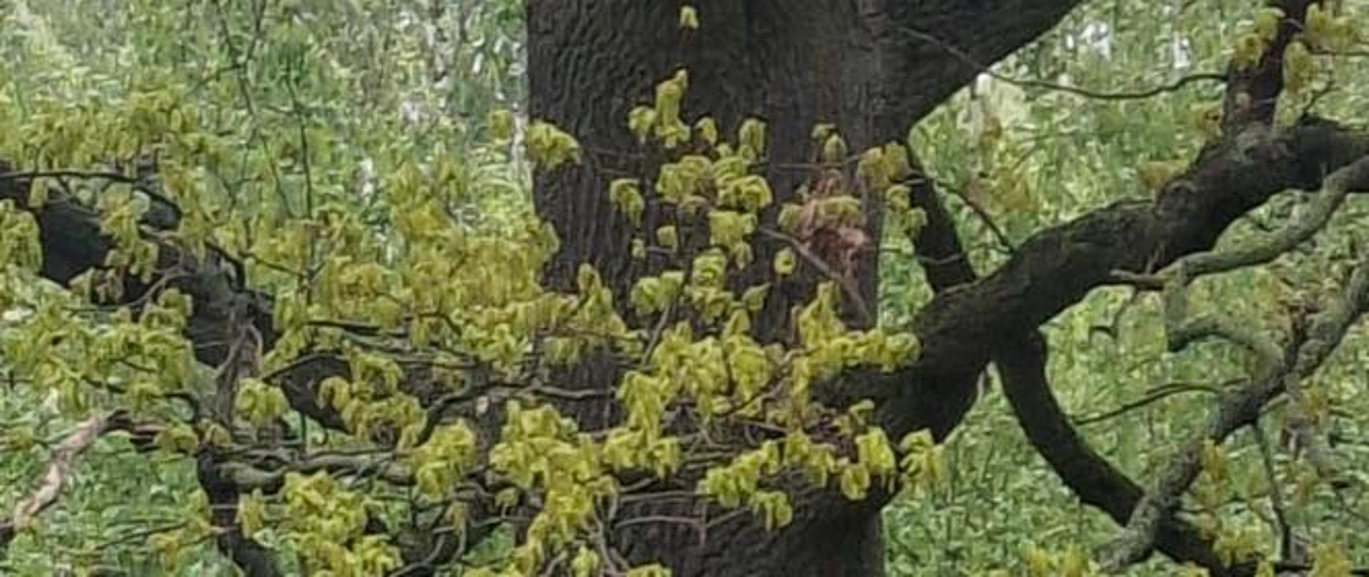 Trzy nowe pomniki przyrody w Gminie Milejczyce