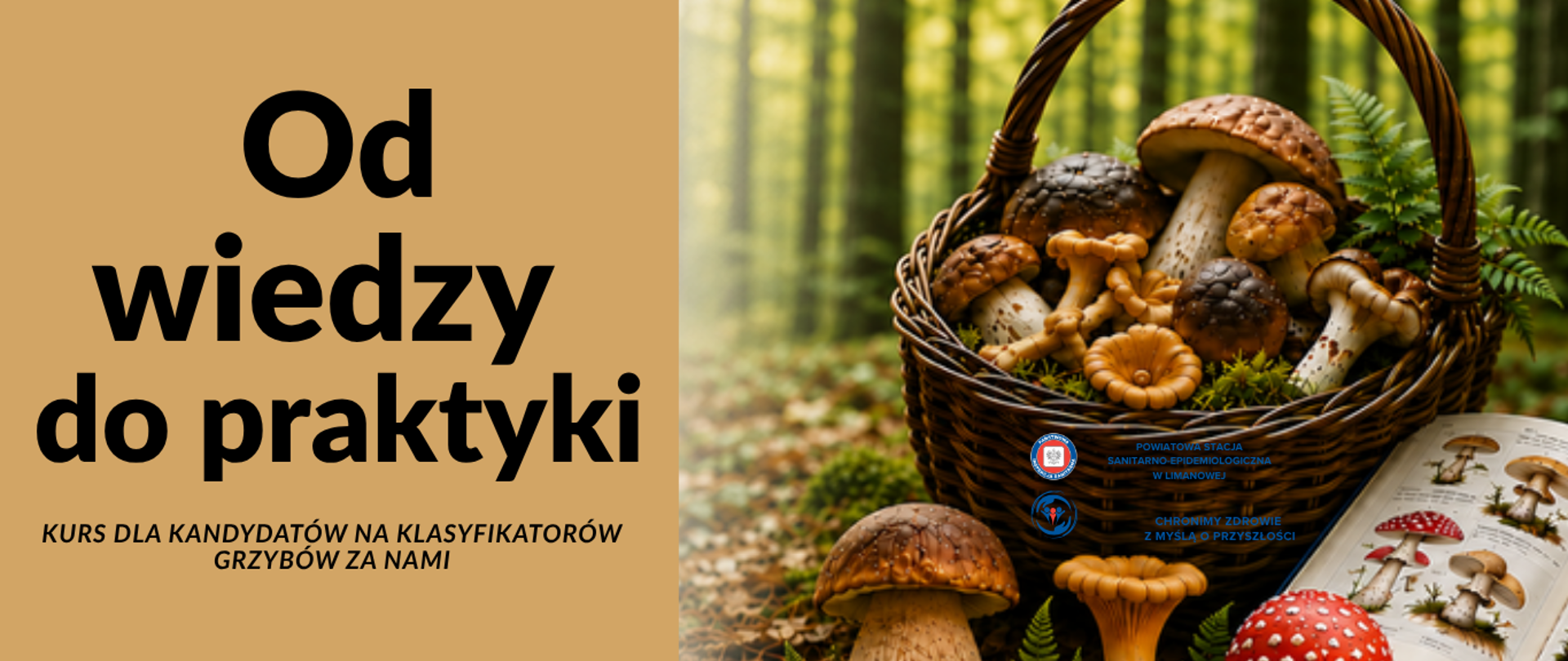 grzyby