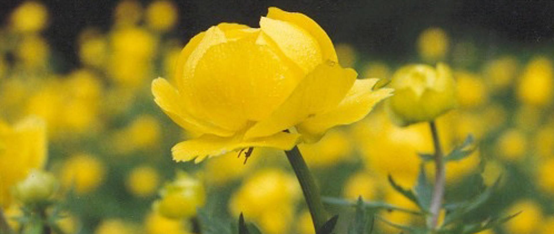 Żółte kwiaty pełnika europejskiego na pierwszym planie, w tle rozmazane pąki wielu roślin tego gatunku