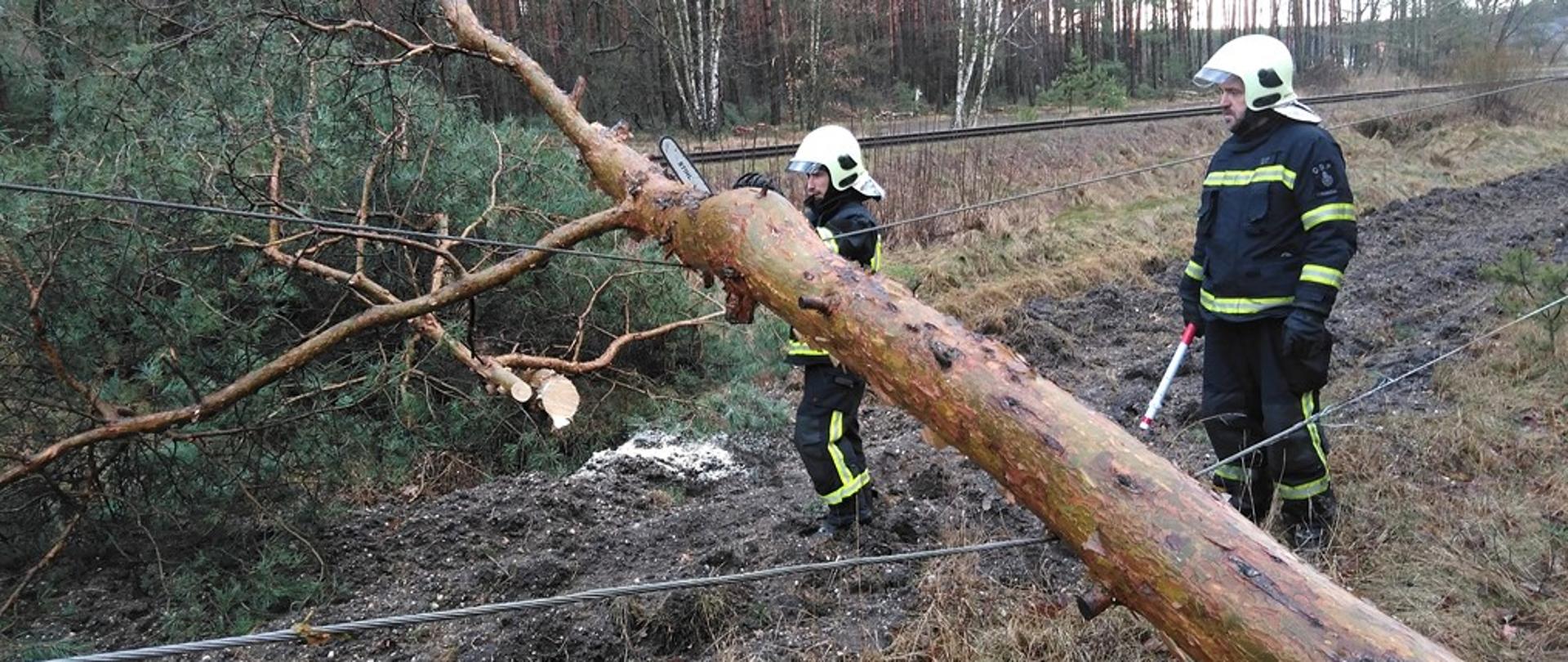 Dzień. W tle zdjęcia widać las. Na pierwszym planie na środku zdjęcia powalone drzewo iglaste. Wisi na przewodach energetycznych na wysokości ok. 1m. Obok drzewa stoi dwóch strażaków OSP w ubraniach specjalnych koloru granatowego z żółtymi elementami odblaskowymi oraz białych hełmach. Strażak z lewej strony trzyma pilarkę łańcuchową do drewna odcina gałęzie. Korona drzewa została już odcięta i lezy na ziemi. Strażak z prawej strony trzyma w dłoni detektor napięcia w postaci białej pałki z czerwoną rękojeścią.