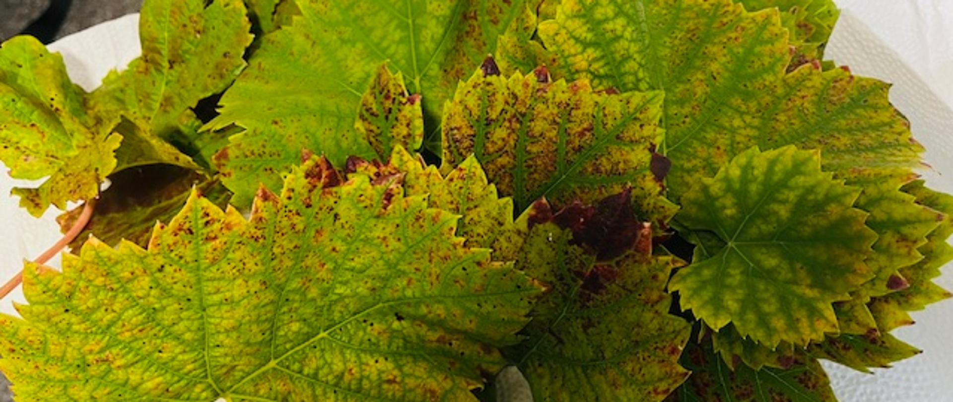 Zdjęcie przedstawia liście winorośli