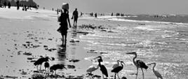 na czarno-białym zdjęciu widok ptaków oraz spacerujących po plaży ludzi