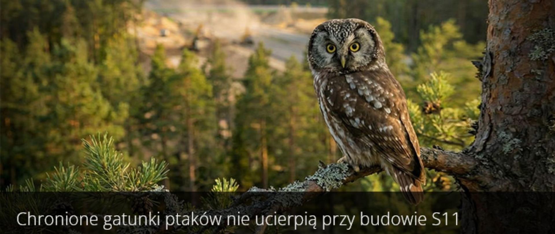 grafika sowy w lesie z podpisem