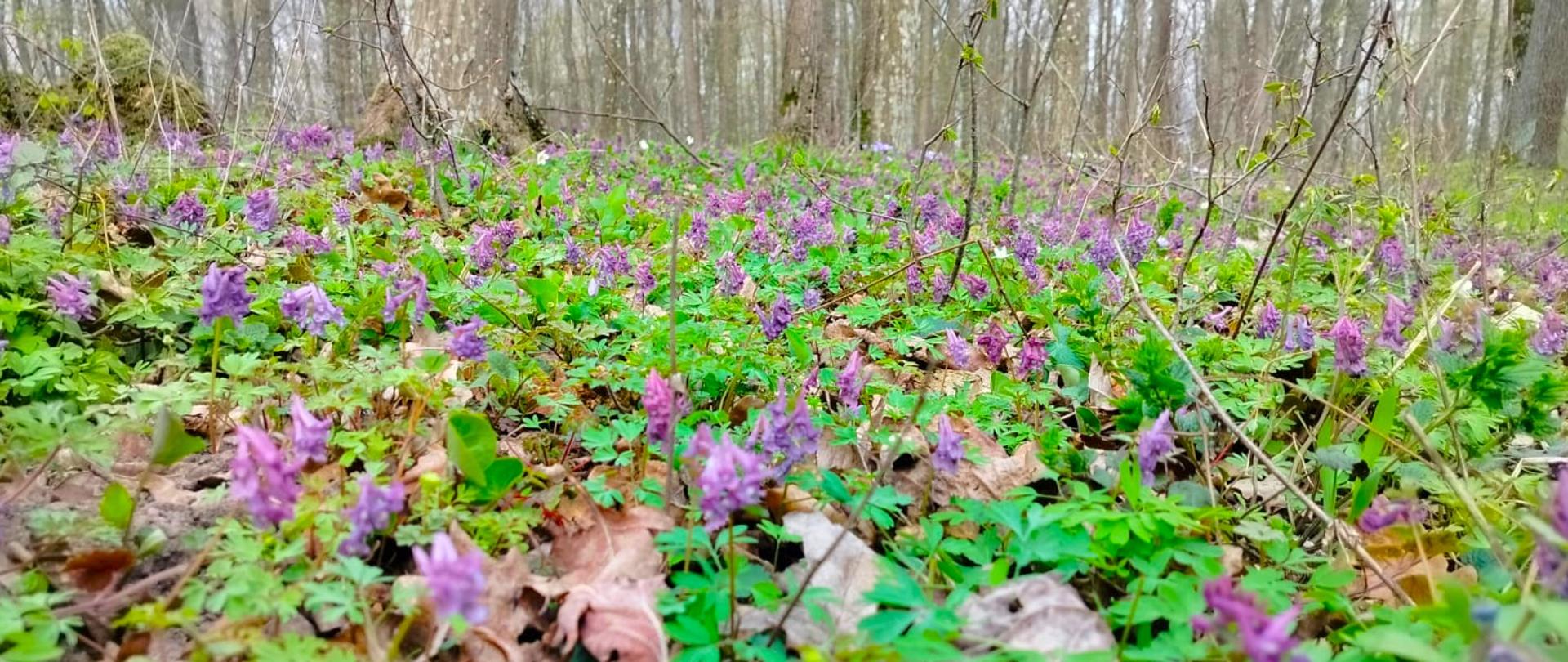 Pracujemy nad weryfikacją propozycji rezerwatów przyrody z listy shadow