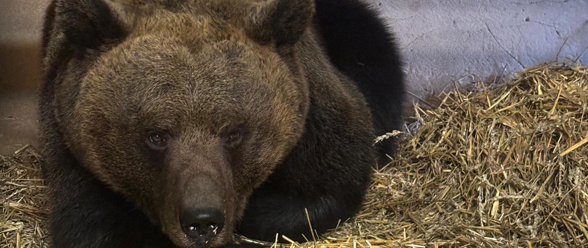 Niedźwiedź brunatny odpoczywa na słomie w betonowym pomieszczeniu. Zwierzę leży w pozycji spoczynkowej, a obok niego znajduje się jasny owoc lub warzywo, prawdopodobnie jako pokarm