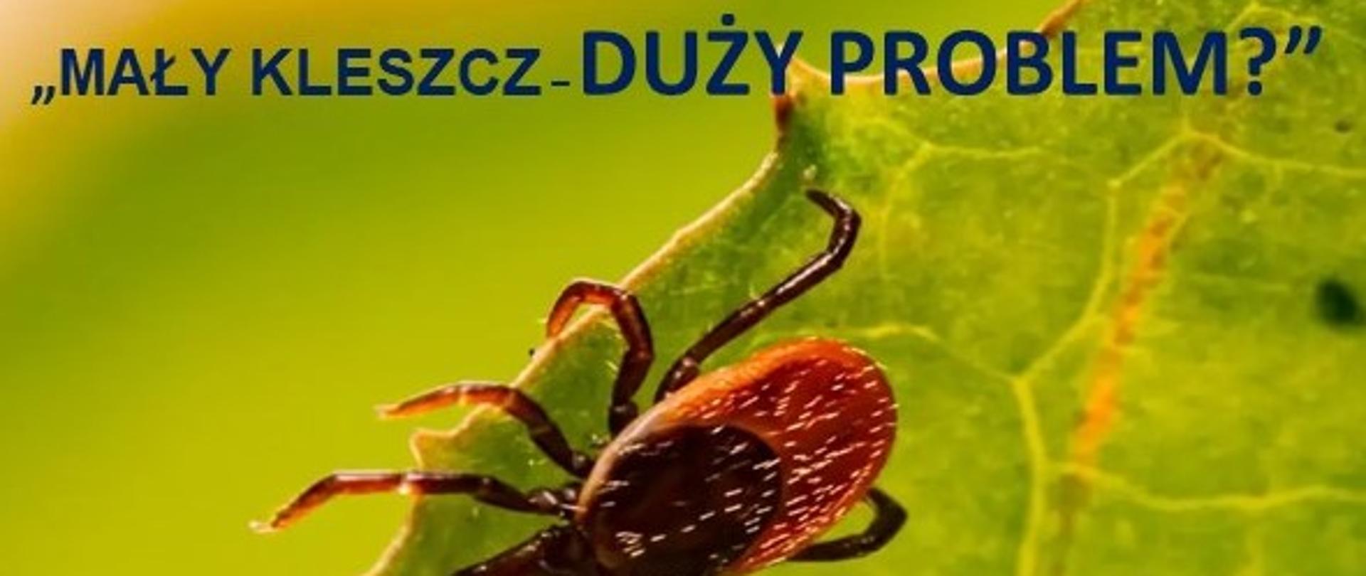 na zielonym liściu kleszcz
