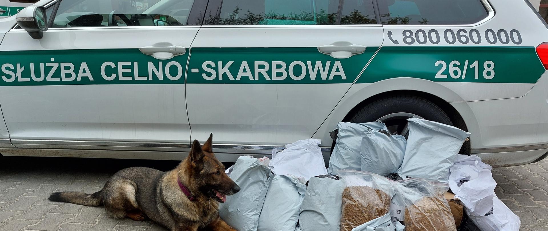 Pies leży koło samochodu