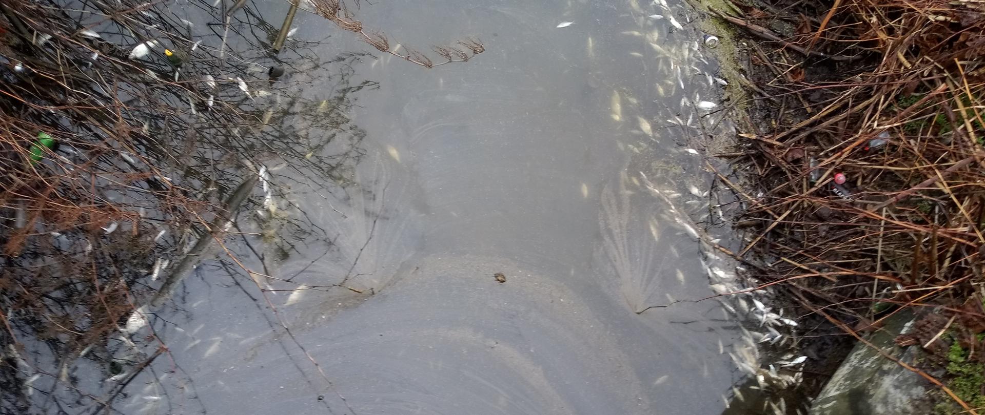 
Mielno Kanał Uniesta 2