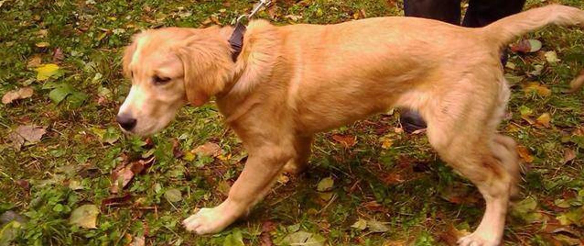 Pies ratowniczy koloru jasnego na smyczy. Widać nogi przewodnika.