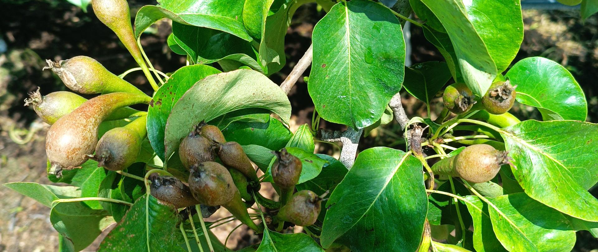 Ordzawienia poprzymrozkowe owoców gruszy - sady w Białej Rawskiej