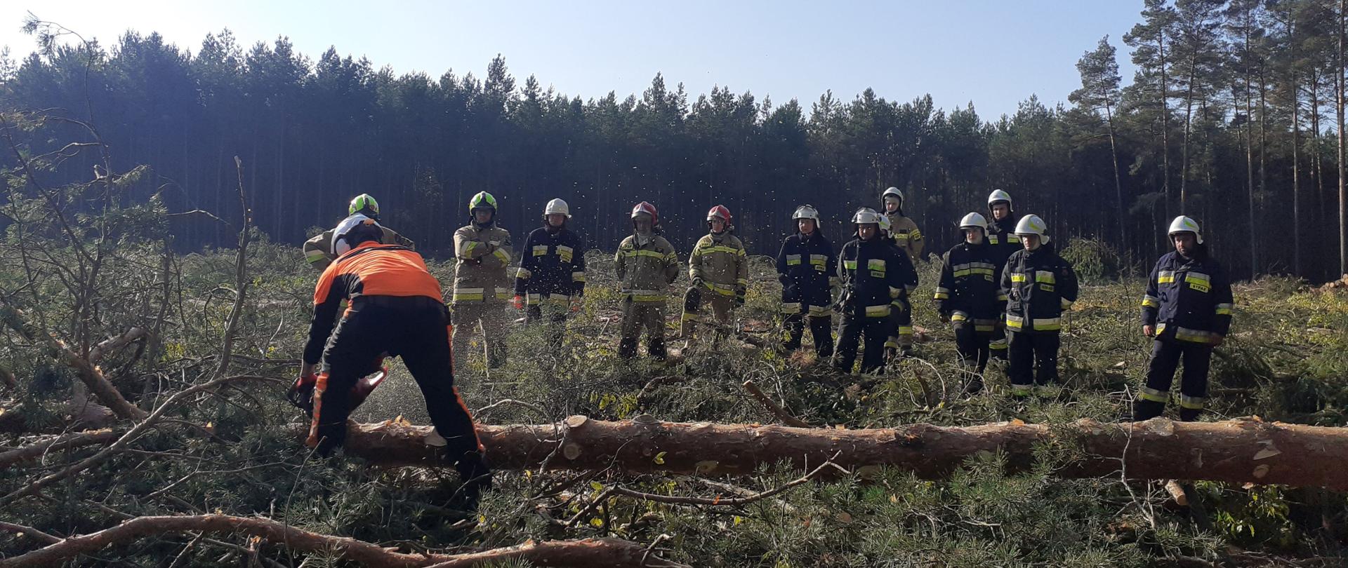 Dzień na terenie leśnego zrębu. Instruktor przedstawia grupie strażaków technikę okrzesywania drzewa.