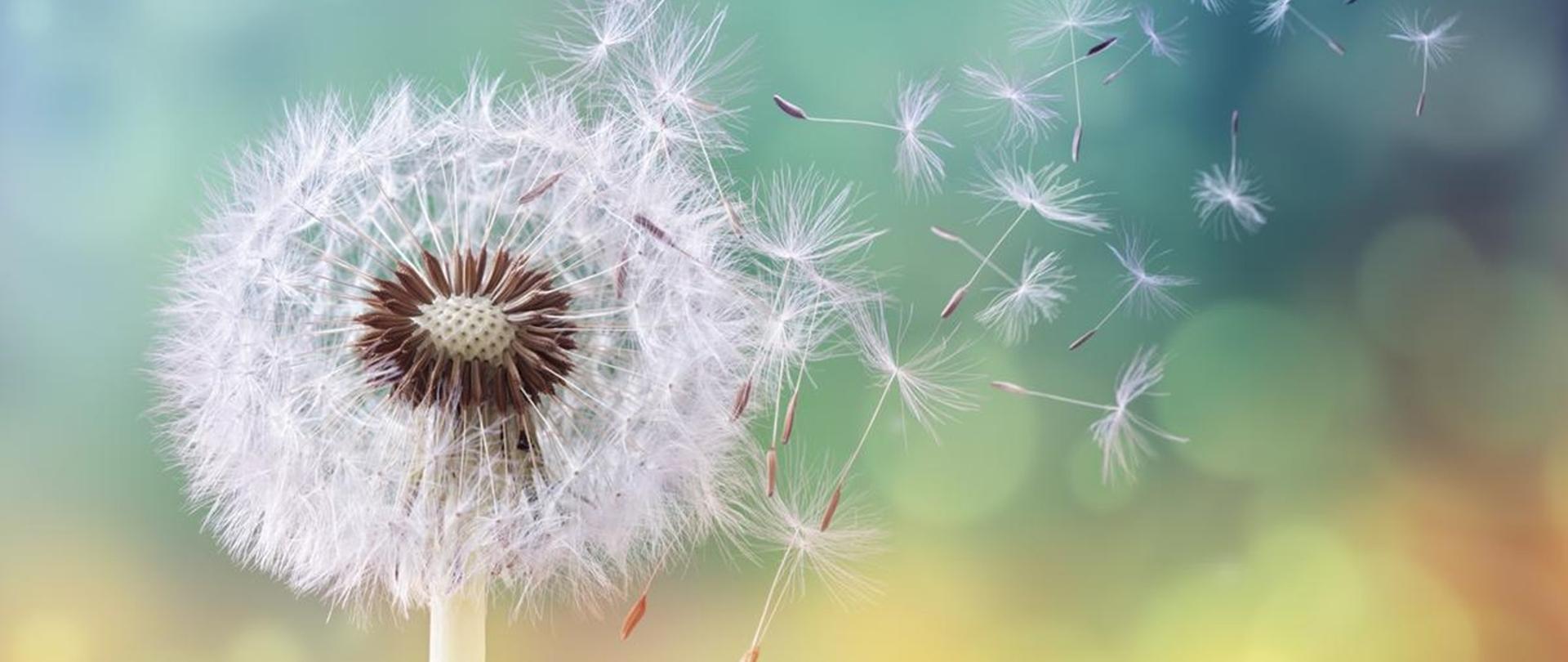 Obraz dojrzałego mniszka pospolitego "dmuchawca"