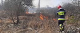 Na zdjęciu widać strażaka ubranego w ubranie bojowe i hełm idącego z linią wężową na ramieniu w kierunku palącej się trawy i krzaków. W tle widać łąki i drzewa.