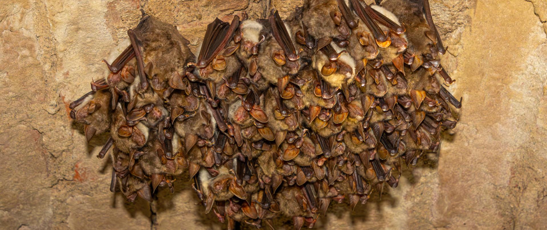 Nocki duże, fot. Dawid Bryliński RDOŚ w Bydgoszczy