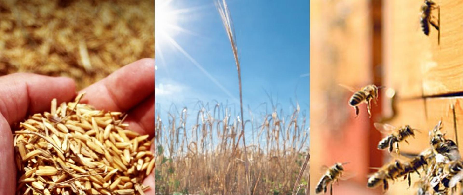 Materiał siewny, pomoc klęskowa, wsparcie dla pszczelarzy