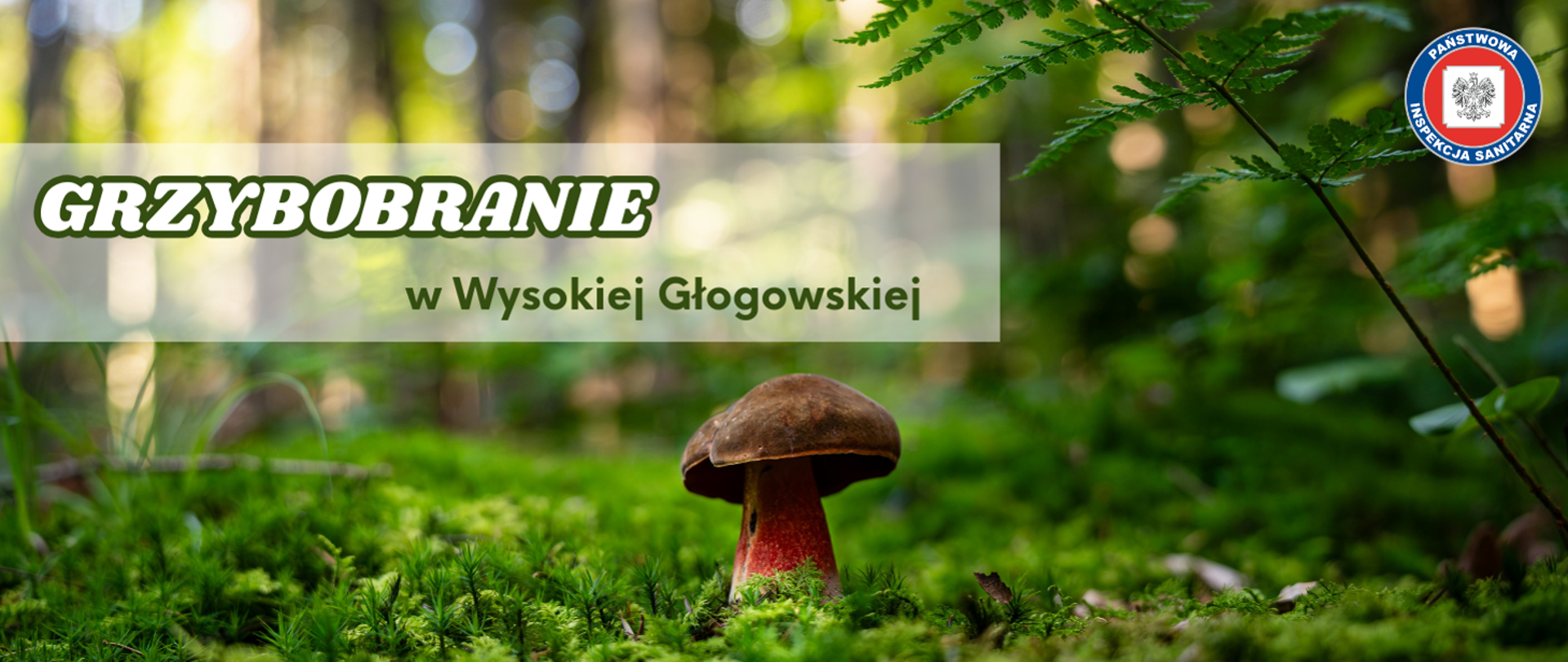 Grzybobranie w Wysokiej Głogowskiej