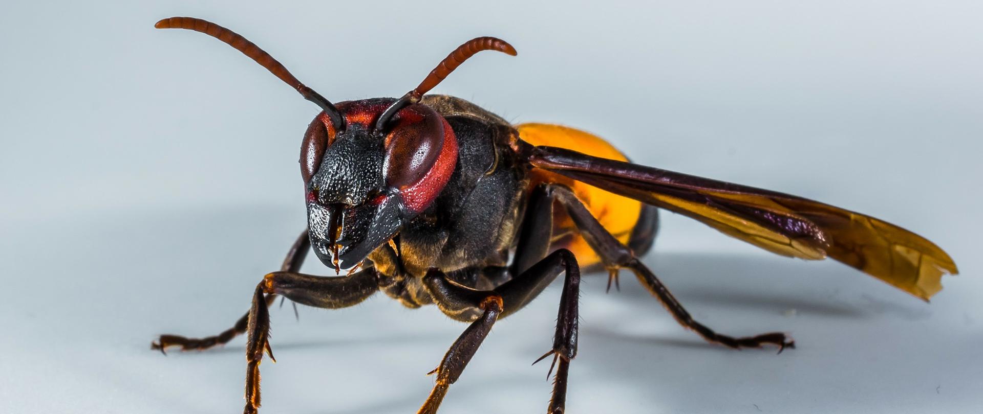 Fotografia w stylu makro przedstawiająca szerszenia