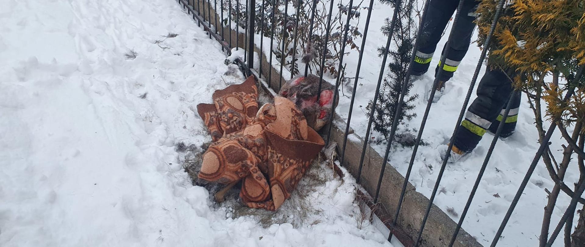 Na zdjęciu przykryta kocem sarna uwięziona pomiędzy przęsłami ogrodzenia