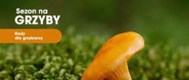Rady_dla_grzybiarzy