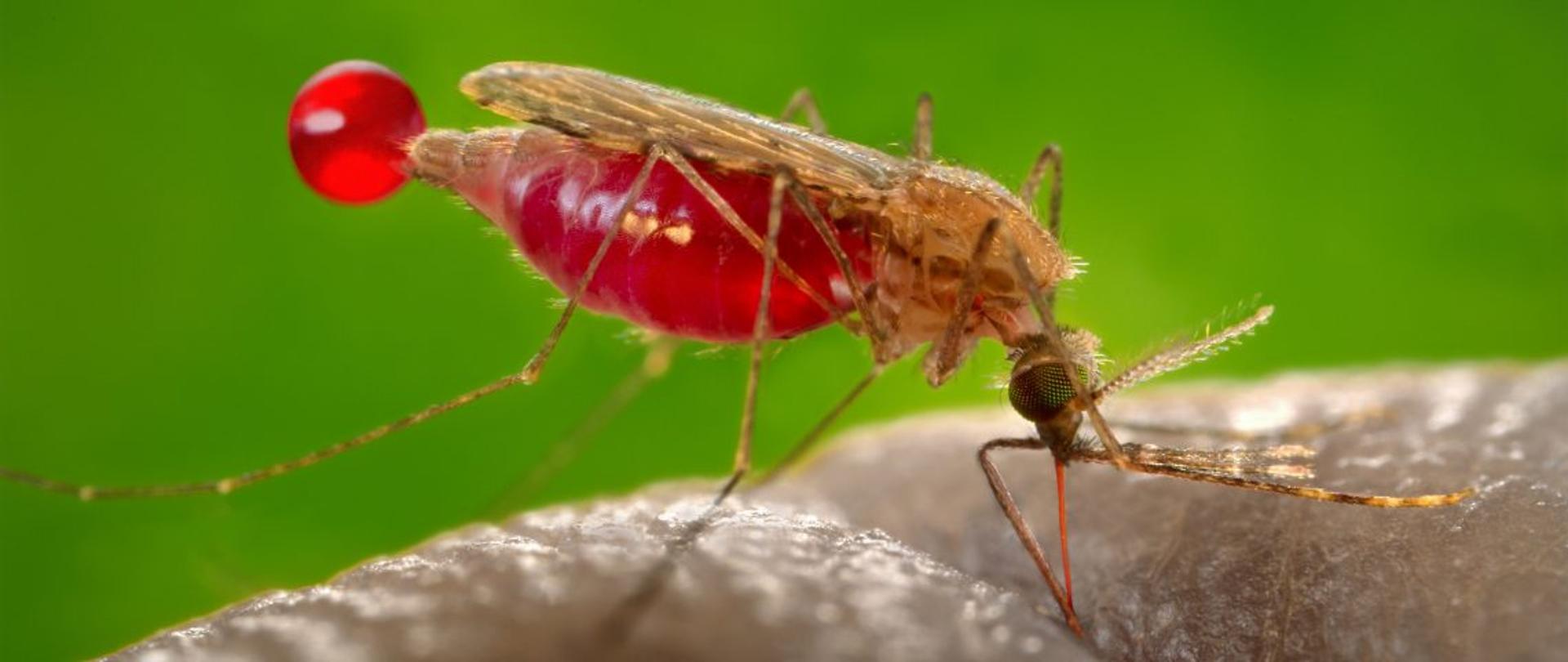 Malaria - komar