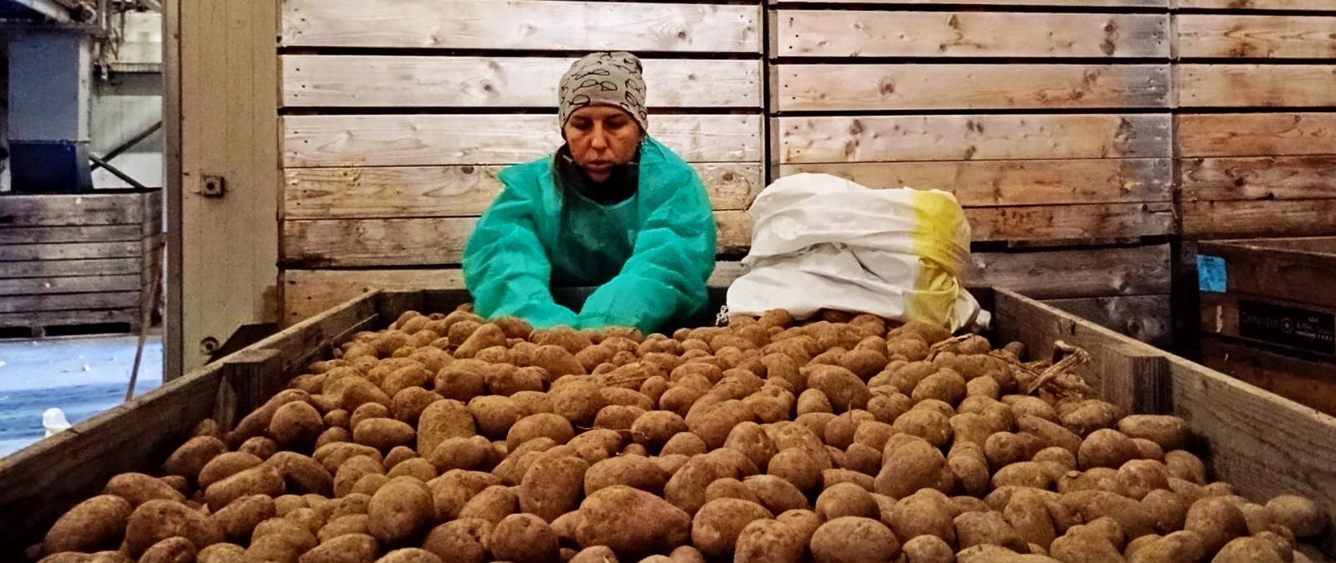 Kobieta w odzieży ochronnej ma włożone ręce w dużą skrzynię wypełniona po brzegi ziemniakami