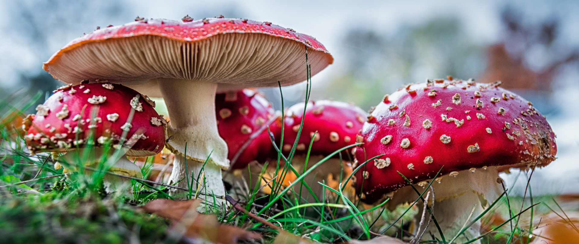 Kilka muchomorów na zielonej trawie