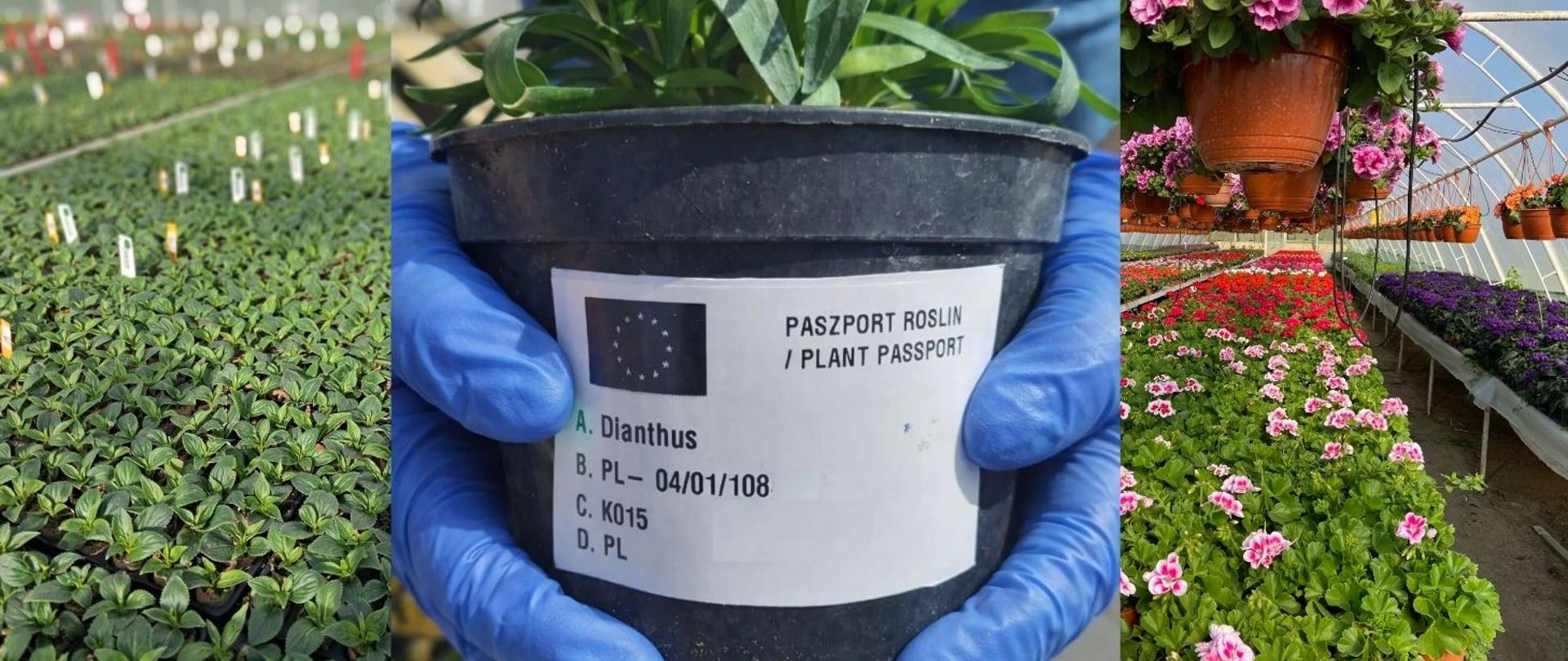 Ikona rośliny sezonowe