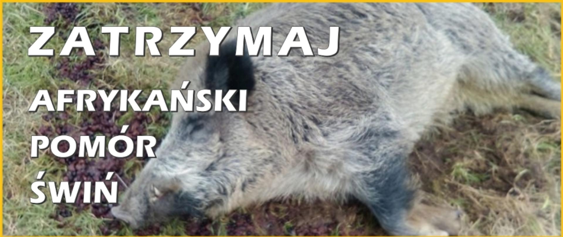 Padły dzik, a na nim napis: Zatrzymaj afrykański pomór świń.