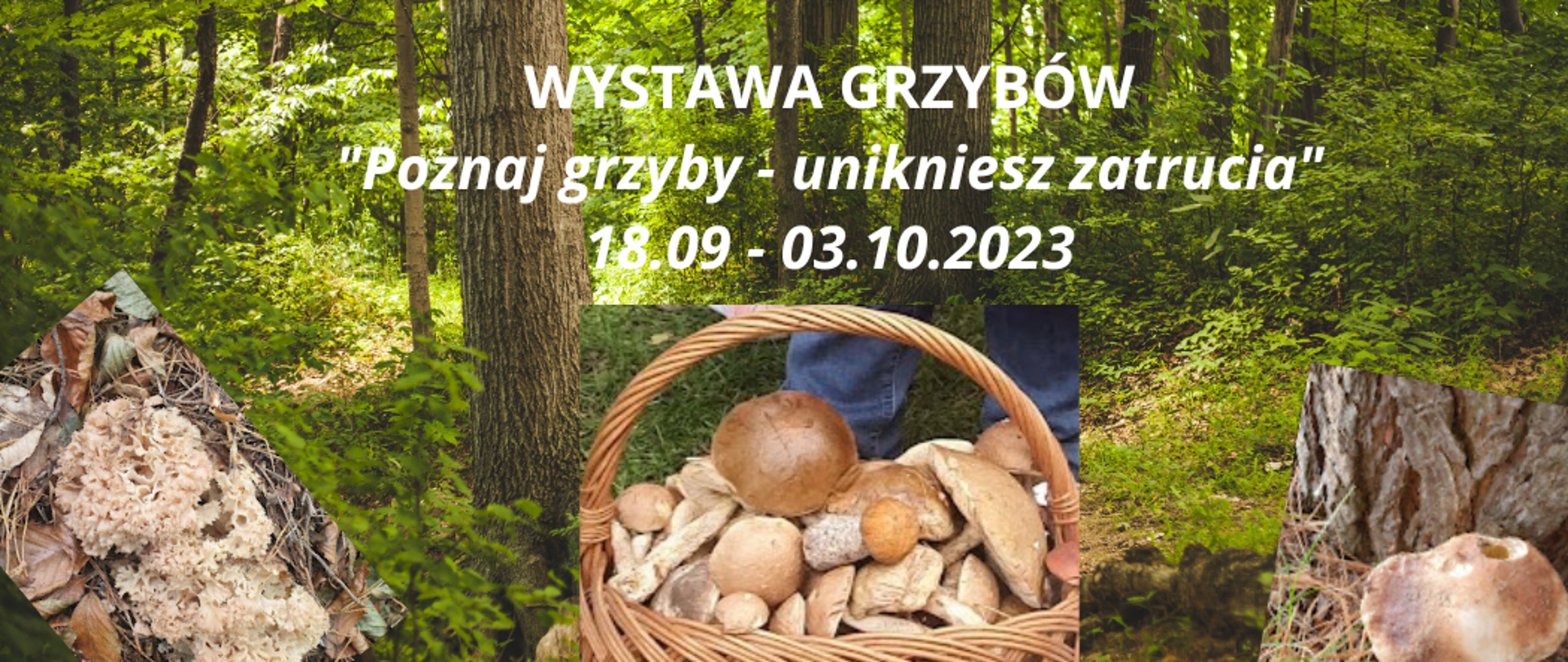 Zdjęcie lasu. Po prawej stronie zdjęcie prawdziwka sosnowego, po środku kosz z grzybami, po lewej stronie zdjęcie siedzunia.