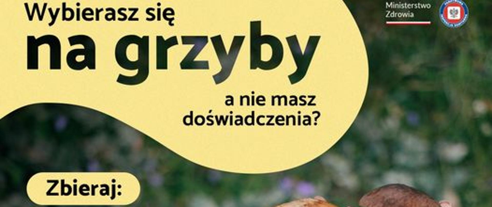 Plakat informacyjny o samodzielnym zbieraniu grzybów. Na górze w nieregularnym kształcie żółtego pola napis: "Wybierasz się na grzyby, a nie masz doświadczenia?" Obok logotyp Ministerstwa Zdrowia. Poniżej na rozmytym tle ściółki leśnej fotografia kilku grzybów w ludzkich dłoniach. Obok teksty z poradami jak zbierać grzyby.
