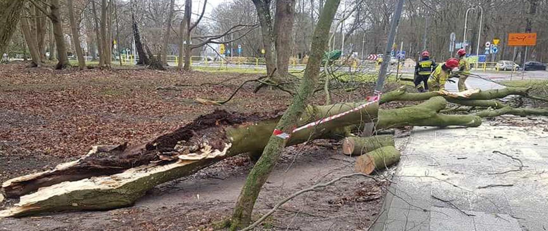 Powalone drzewo na chodniku, strażacy tnący piłą pień.