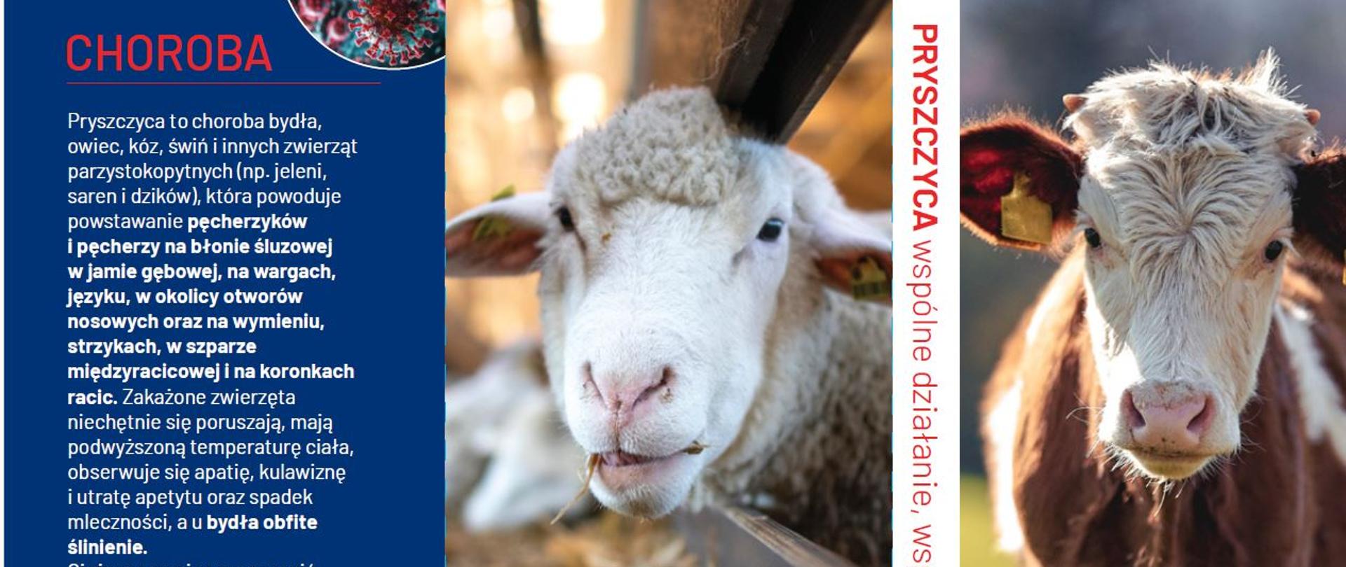 Ulotka Ministerstwa Rolnictwa i Rozwoju Wsi - informacja o pryszczycy - chorobie bydła, owiec, kóz, świń i innych zwierząt parzystokopytnych (np. jeleni, saren i dzików), która powoduje powstawanie pęcherzyków i pęcherzy na błonie śluzowej w jamie gębowej, na wargach, języku, w okolicy otworów nosowych oraz na wymieniu, strzykach, w szparze międzyracicowej i na koronkach racic. Zdjęcie owcy i krowy.