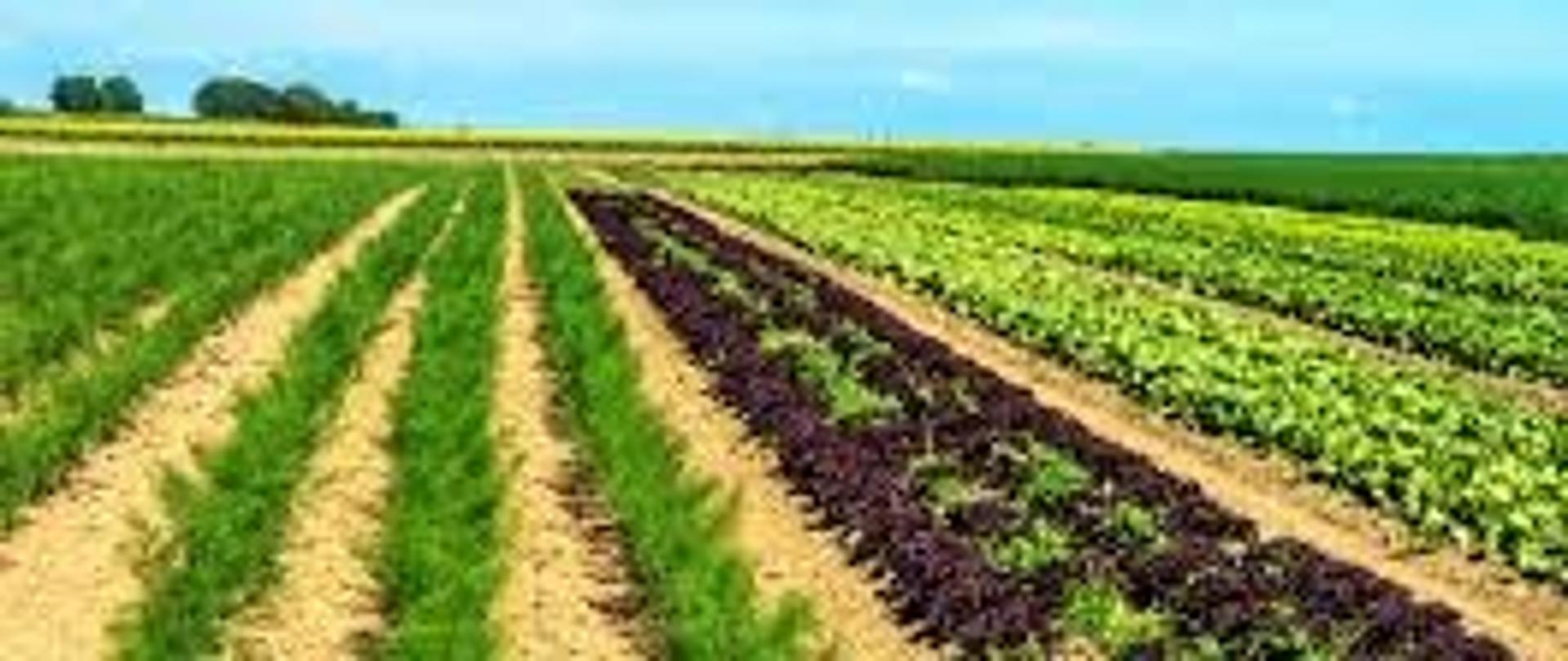Krajobraz przedstawiający uprawy roślin w rzędach