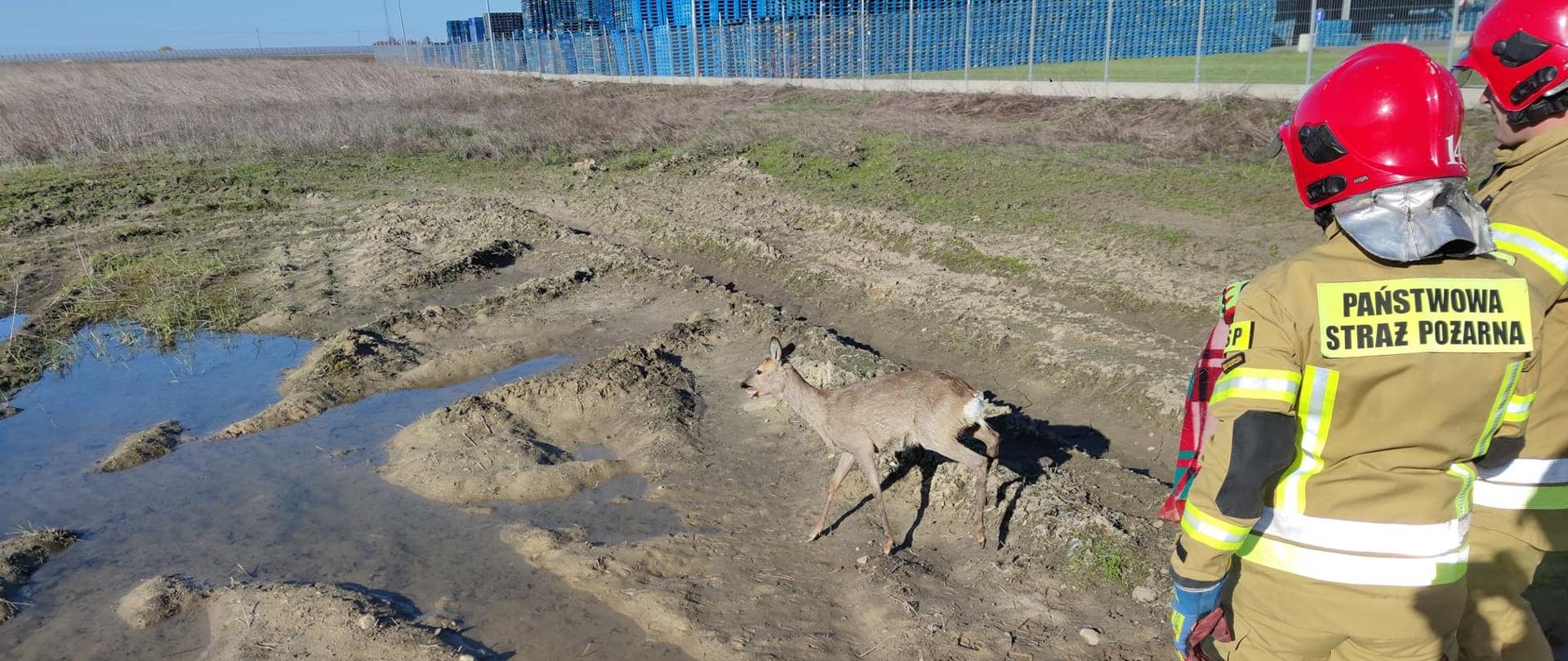 Zdjęcie przedstawiające strażaków wypuszczających na wolność wydobytą z zbiornika przeciwpożarowego sarnę
