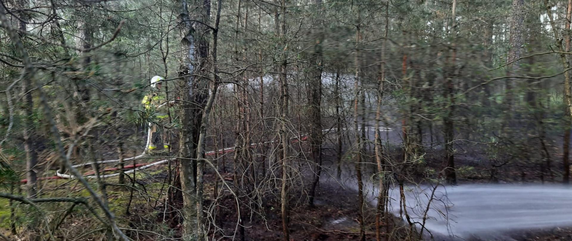 Widać spalone poszycie leśne i kilka drzewa