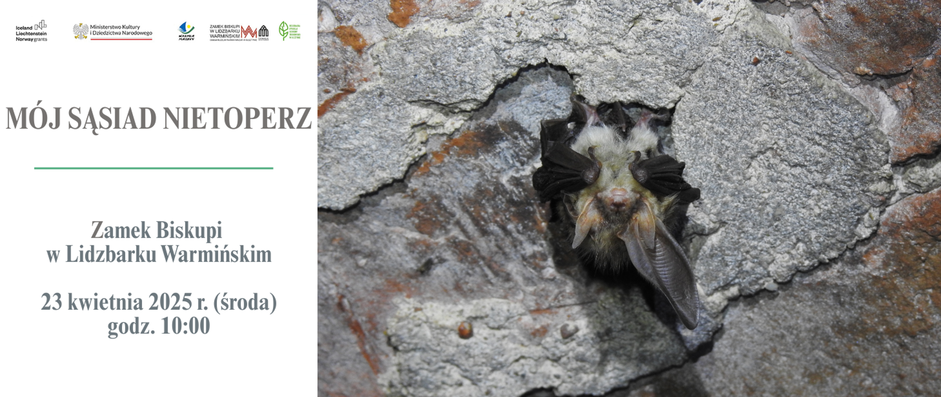 Grafika przedzielona jest na dwie części. Po lewej stronie znajduje się napis: Mój sąsiad nietoperz oraz miejsce i godzina spotkania. Po prawej stronie zdjęcie nietoperza zwisającego z sufitu. 