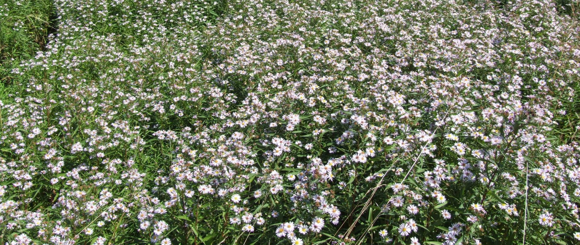 Na zdjęciu łany zazielenionego, kwitnącego na jasnofioletowo astra nowobelgijskiego.