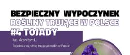 Infografika przedstawiająca zdjęcie roślinę trującą - tojady z opisem