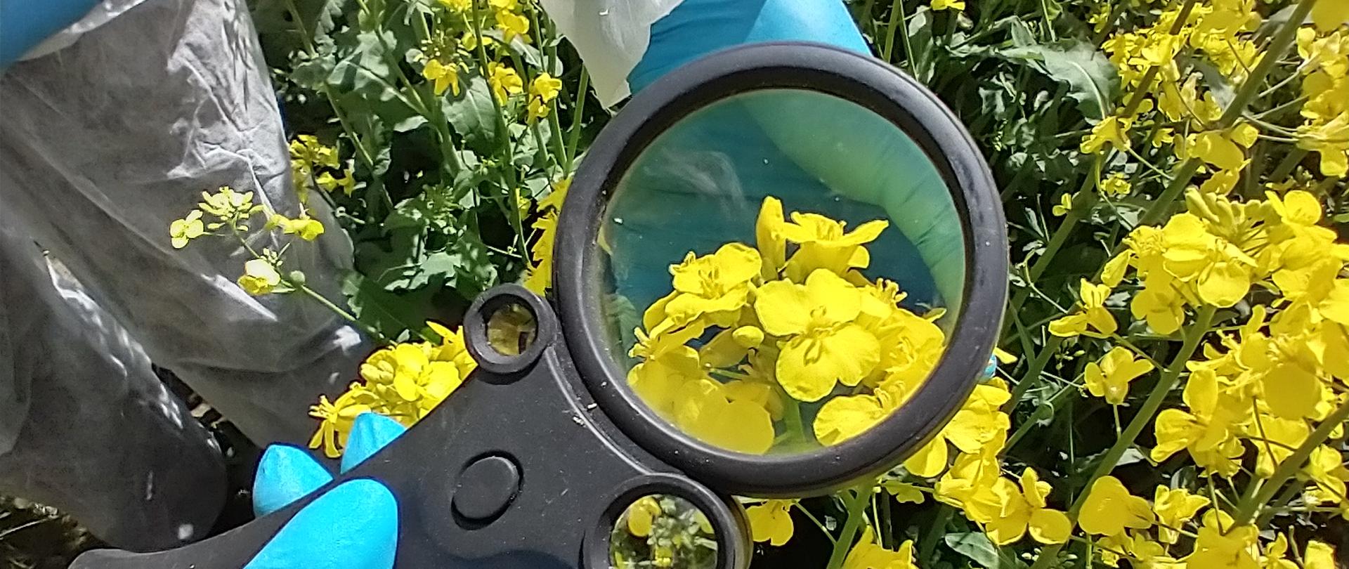 trzymana w ręku przez inspektora lupa z widocznym w powiększeniu kwiatem rzepaku