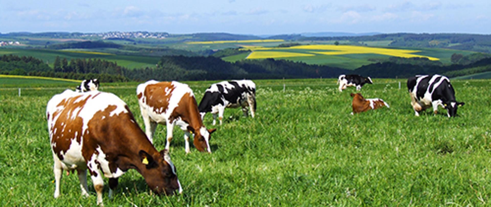 Kühe im Frühling im Hunsrück bei Irmenach