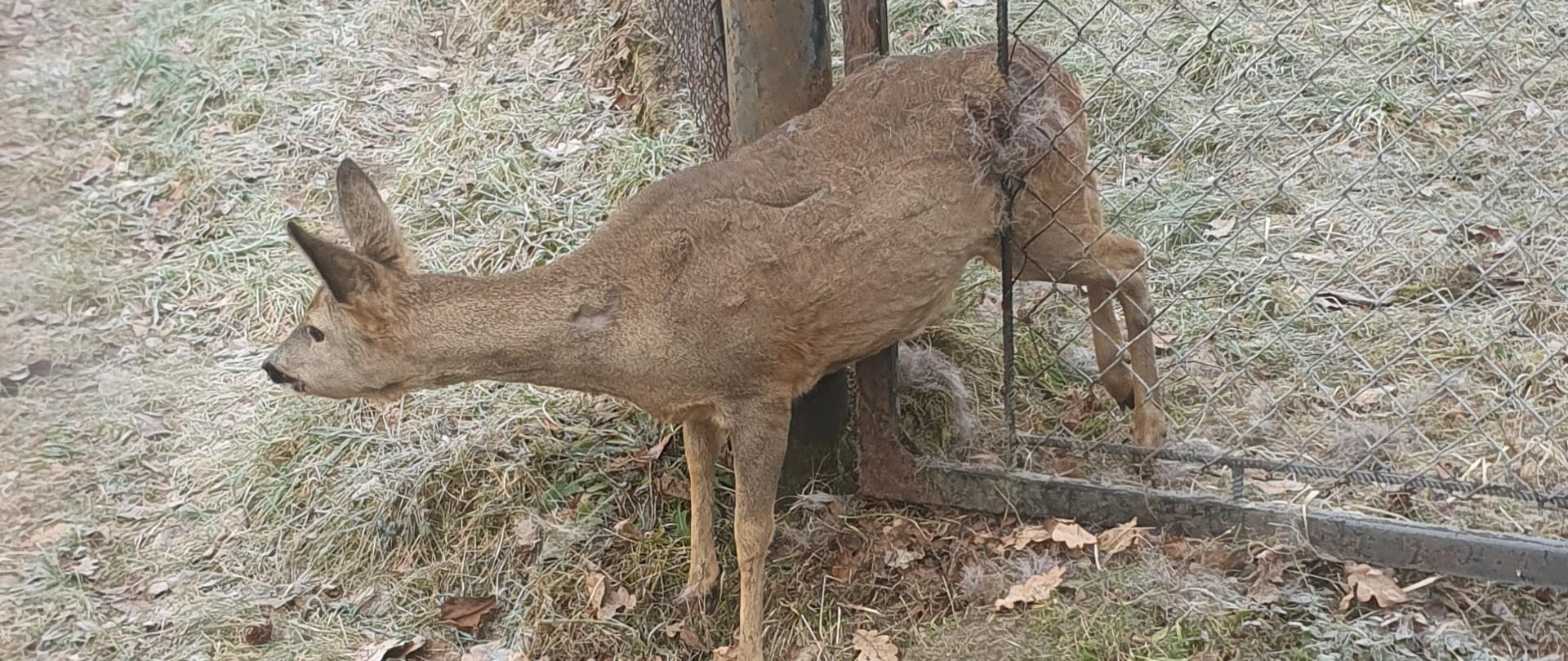 Sarna zaklinowana pomiędzy prętami stalowego ogrodzenia. W tle budynek i droga
