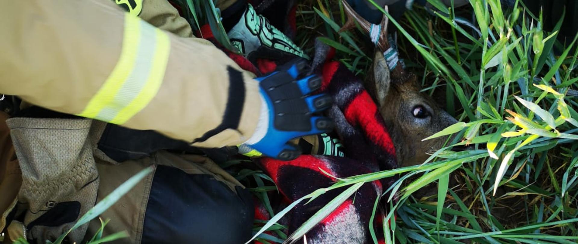 Sarna leżąca na ziemi, trzymana i przykryta kocem przez strażaków.