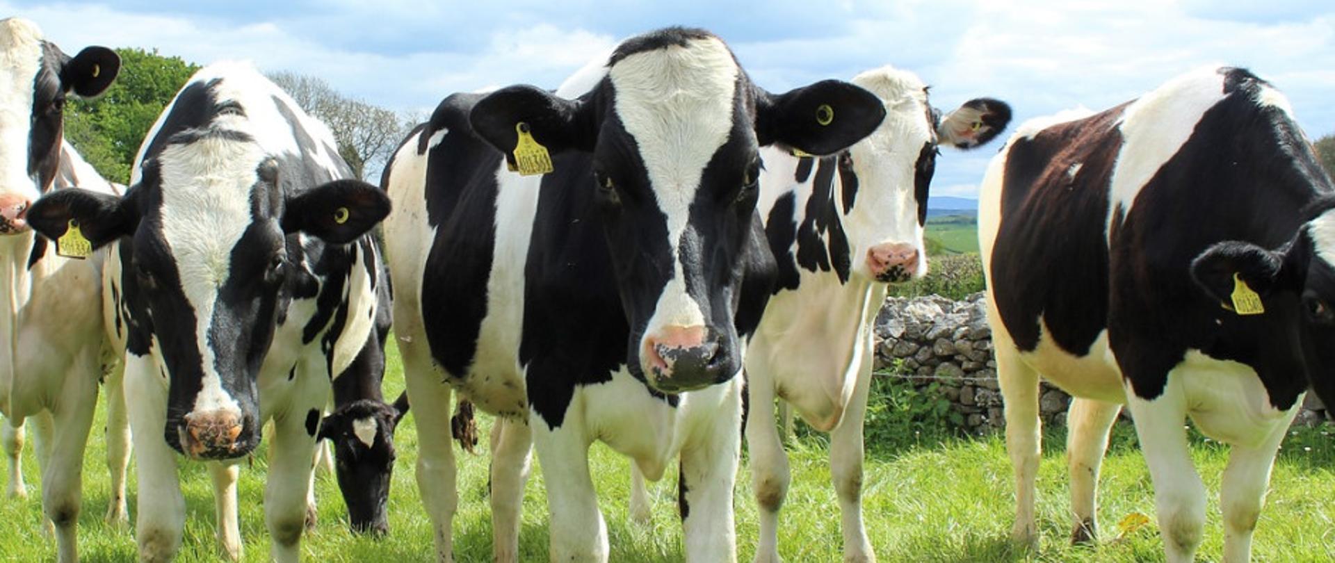 5 biało-czarnych krów na zielonej trawie