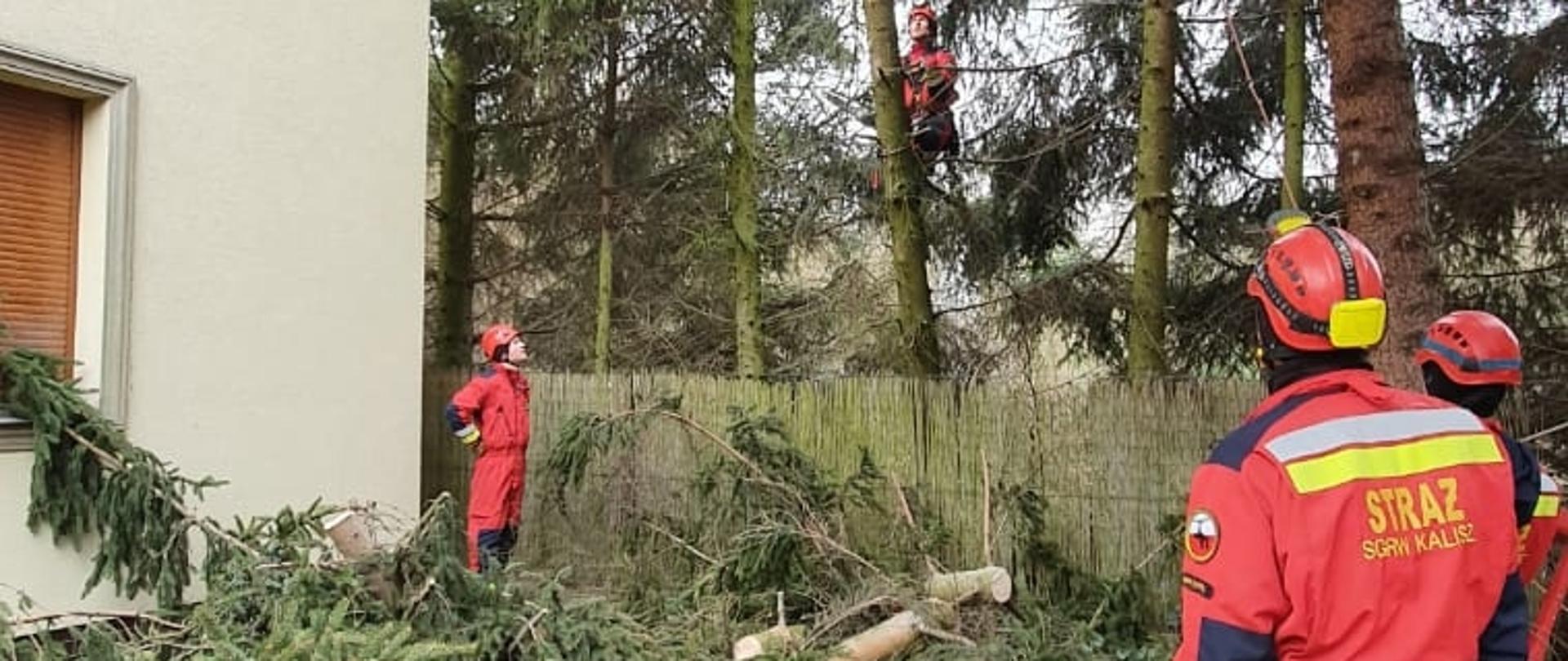 Na zdjęciu widać drzewa w ogrodzie. Po lewej budynek, kolor ściany szary, dach spadzisty. Na zdjęciu strażacy w kombinezonach wysokościowych w kolorze czerwonym. Na środku pocięte gałęzie.