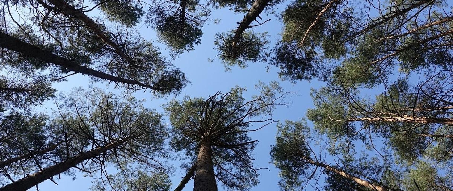 Zdjęcie lasu w rezerwacie przyrody (wykonane z dołu w stronę nieba)