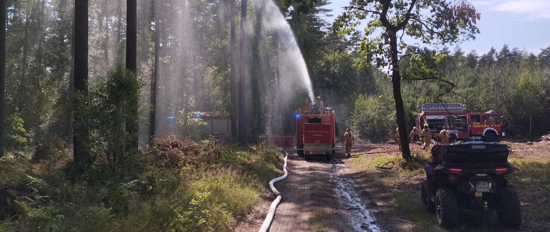 Na tle lasu widać trzy samochody gaśnicze i strażaków podających wodę w kierunku drzew. 
