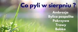 Co pyli w sierpniu ?