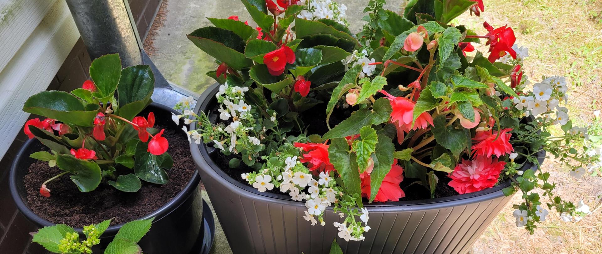 Wiosenne kwiaty witały przybyłych do laboratorium