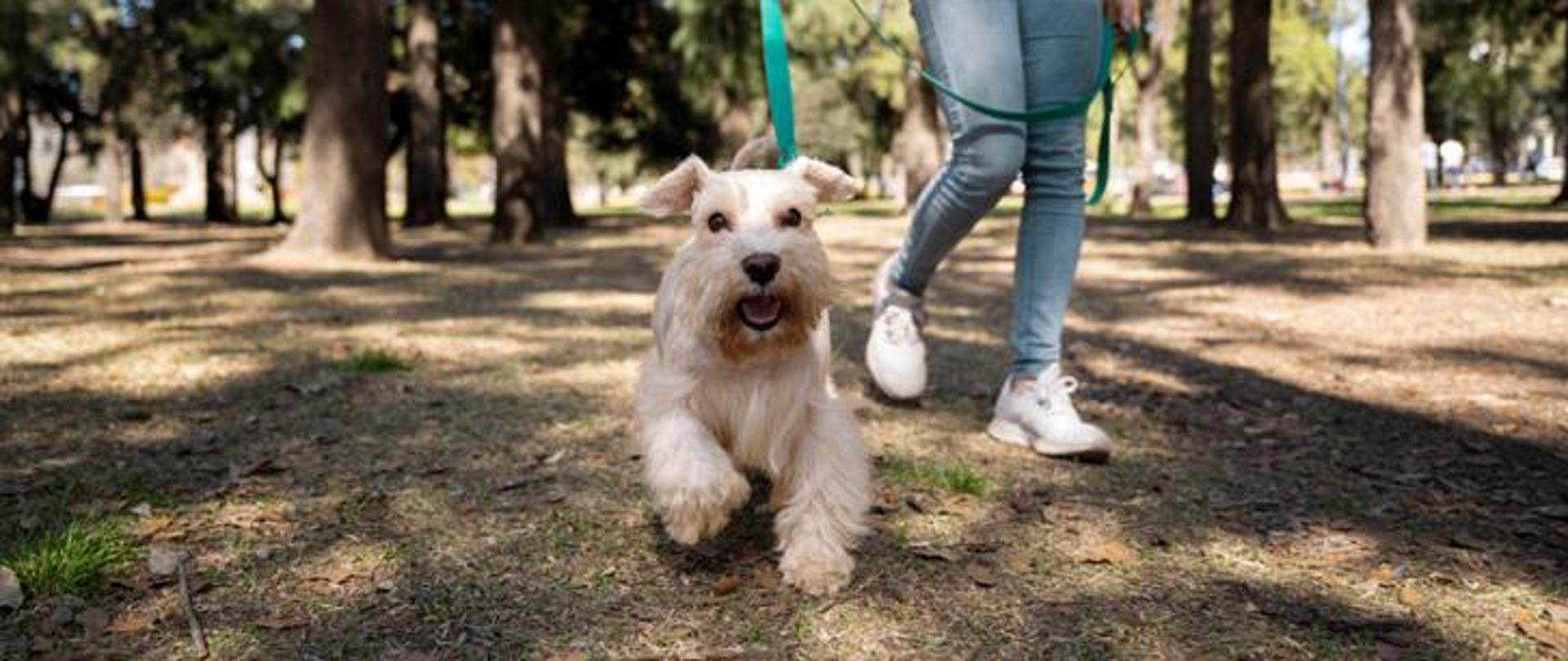 biały pies na smyczy w parku