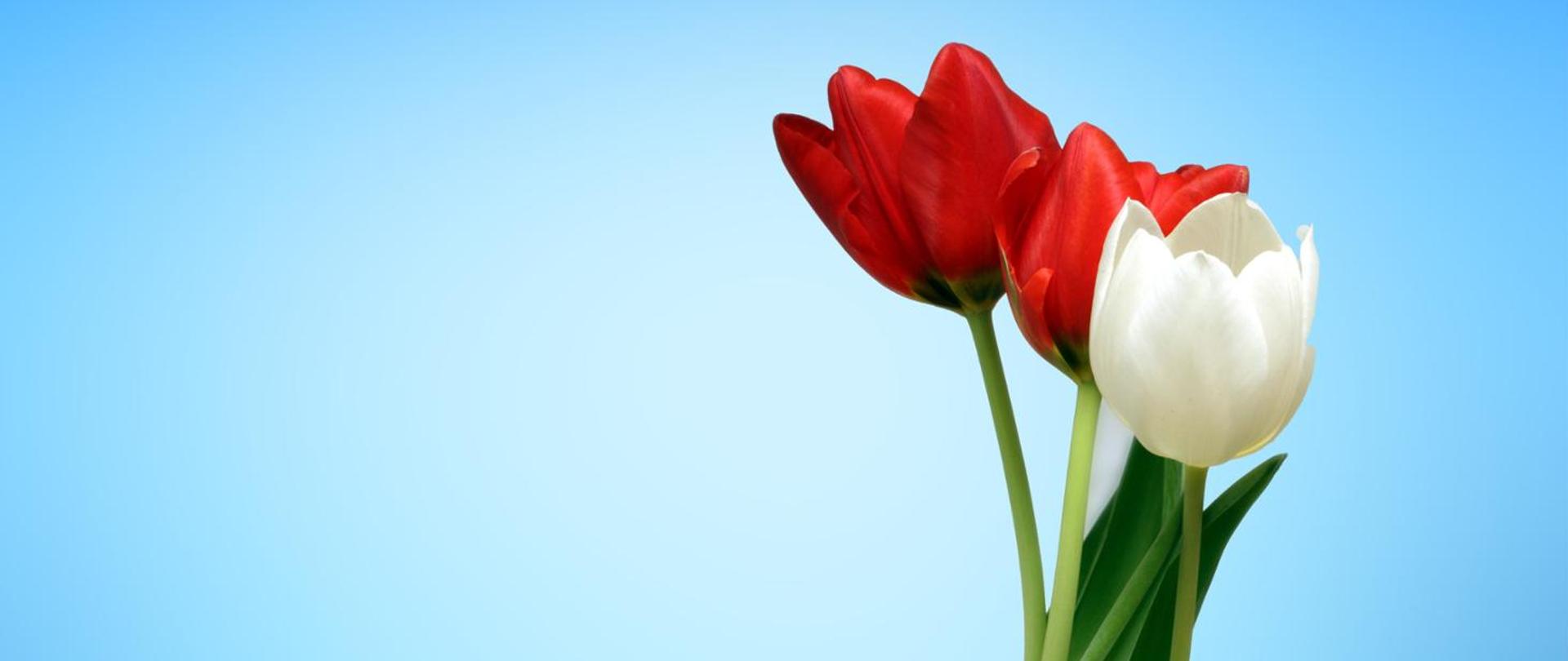 Zdjęcie przedstawia trzy tulipany, dwa koloru czerwonego, jeden biały umieszczone na niebieskim tle z prawej strony fotografii